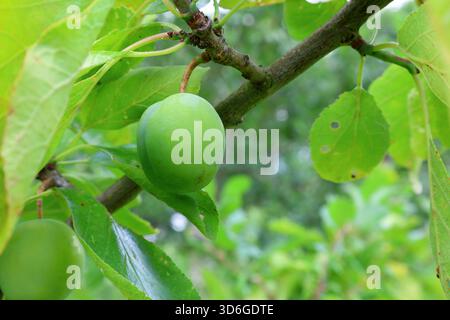 Green plum and leaves at branch. Not ripe yet, still growing. Close up and isolated. Stock Photo