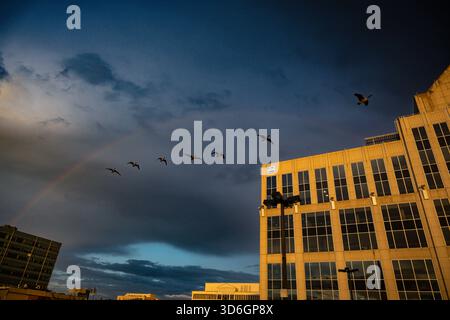 Flock of geese flying across a city skyline under a vibrant rainbow during golden hour. Stock Photo