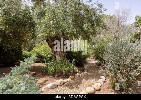 Ancient olive tree in landscaped garden with stone-lined gravel path and green foliage Stock Photo