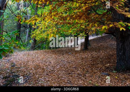 eaceful autumn forest scene featuring a natural woodland path covered in fallen leaves. The trees display vibrant fall colors in shades of green, yell Stock Photo