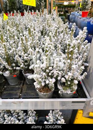 Charming mini christmas trees dusted with white powder on display in a festive garden center Stock Photo