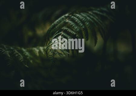 fern in a dark mood in the forest (polypodiopsida or polypodiophyta) Stock Photo