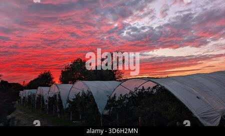 Dramatic red sunset sky over a berry farm in Blairgowrie, Scotland Stock Photo