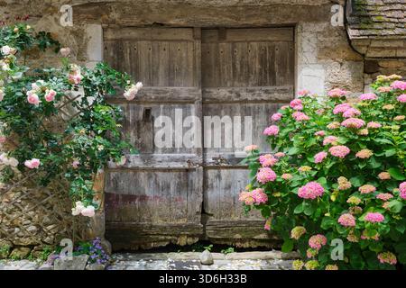 A blooming hydrangea and rose on either side of an old weathered wooden door in the medieval village of Carennac Lot Occitanie Southern France Stock Photo