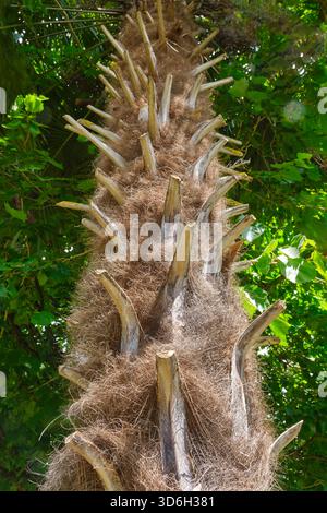 Close-up of the hairy brown bark of a palm tree with the scale-like remains of old leaves in the village of Cornac Lot Occitanie in Southern France Stock Photo
