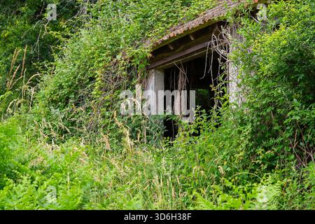 An old farm barn in Southern France almost completely overgrown with plants and shrubs Stock Photo