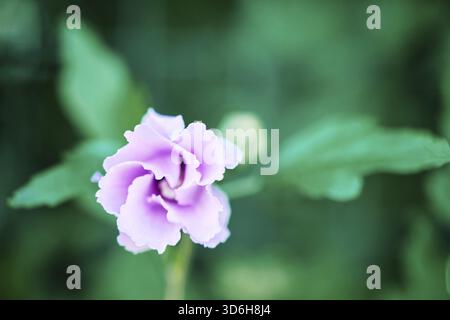Macro photography of single pink flower closeup on dark background, top view. Blurred background with soft focus and shallow depth of field Stock Photo
