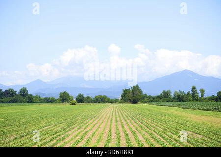 Rows of young corn shoots on cornfield. Green field with small plants corn. Summer landscape. Maize seedling in the agricultural garden with blue sky Stock Photo