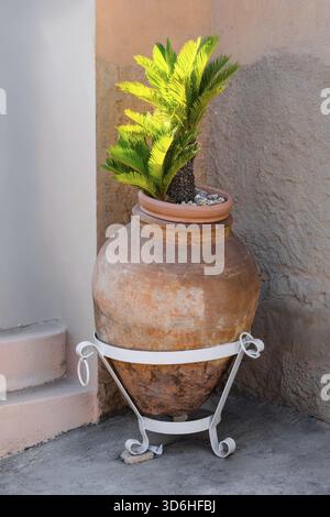 Small palm tree in large terracotta pot, supported by white metal stand, positioned in corner next to cactus in background, with soft sunlight enhanci Stock Photo