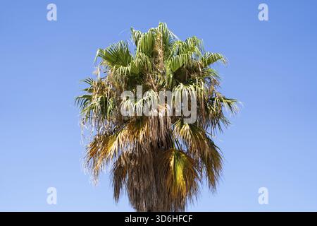 Tall palm tree with green and yellowing fronds against blue sky, dry and hot climate, ecology concept Stock Photo
