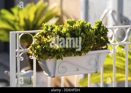 Lush green potted plant sits on decorative white metal railing, bathed in warm sunlight, with blurred background elements of foliage and architecture Stock Photo