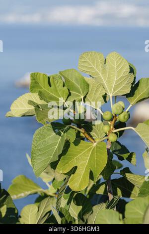 Bunch of green figs on a fig tree against sea background. Ficus Carica branch with fruits. Close up Stock Photo