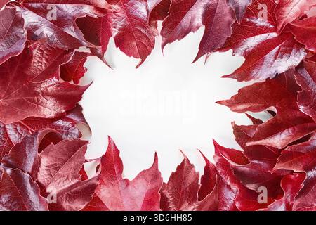 Frame with red decorative wild grape leaves isolated on white background. Decorative fox grape autumn fallen leaf border. Parthenocissus tricuspidata. Stock Photo