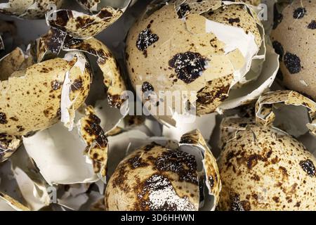 Broken speckled farm quail egg shell closeup, cracked eggshell background Stock Photo