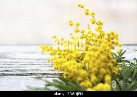 Food, Branch of yellow spring flowers mimosa on white wooden background with copyspace. Top view Stock Photo
