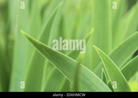 Green leaves, Iris germanica greenery, nature background, beautiful tropical exotic foliage Stock Photo