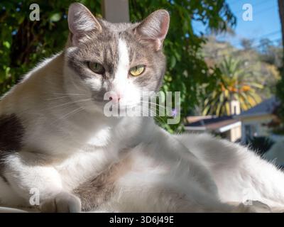 White-and-gray bicolor cat lounging in warm afternoon sun on a porch, looking directly at the camera. Dappled light shapes the fur in leafy garden. Stock Photo