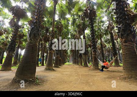 Phetchaburi, Thailand-June 20, 2019: Tourists take photos and admire the beauty of Uncle Thanom's Palm Garden (Lung Thanom Sugar Palm Plantation Stock Photo