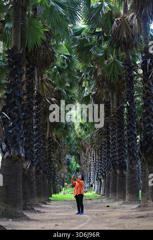 Phetchaburi, Thailand-June 20, 2019: Tourists take photos and admire the beauty of Uncle Thanom's Palm Garden (Lung Thanom Sugar Palm Plantation Stock Photo