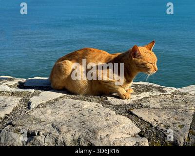 Ginger cat relaxing on sea shore Stock Photo