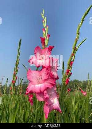 Gladiolus Flower - Symbol of Strength, Grace, and Remembrance Stock Photo