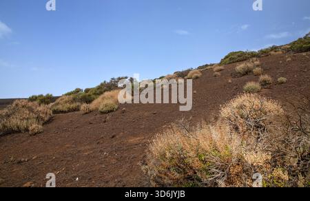 Desert hillside with dry shrubs under clear blue sky in Tenerife Stock Photo
