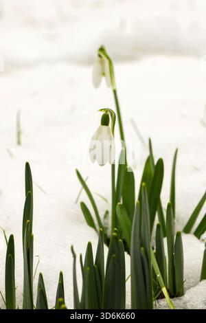 Galanthus Nivalis - Snowdrops in the snow Stock Photo