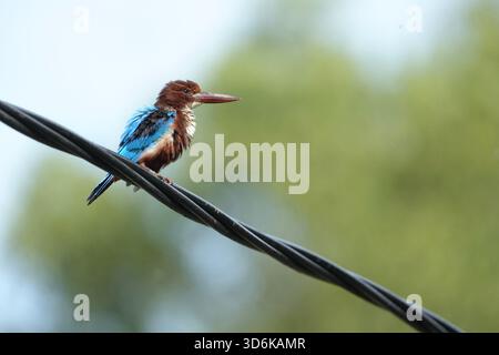 A colorful White-throated Kingfisher perches on a power line preening his feathers. Stock Photo