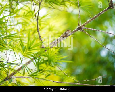 Oriental Garden Lizard, well-camouflaged, rests on a bamboo branch Stock Photo