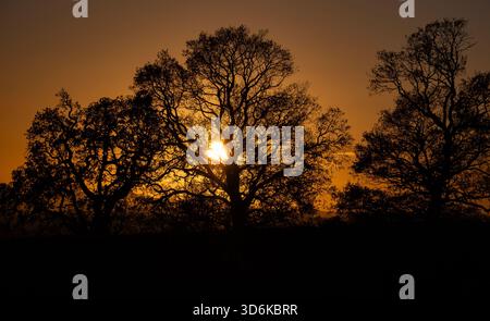 The setting winter sun in an orange sky behind leafless trees in Worcestershire, England. Stock Photo