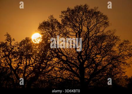 The setting winter sun in an orange sky behind leafless trees in Worcestershire, England. Stock Photo