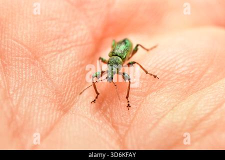 Polydrusus sericeus, a beautiful blue/green broad-nosed weevil, on a leaf in spring in the Netherlands. High quality photo Stock Photo