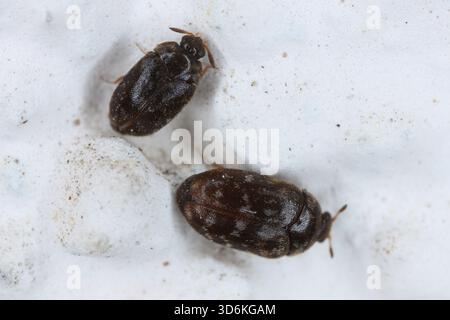 Trogoderma glabrum, known generally as the glabrous cabinet beetle or colored cabinet beetle, is a species of carpet beetle in the family Dermestidae. Stock Photo