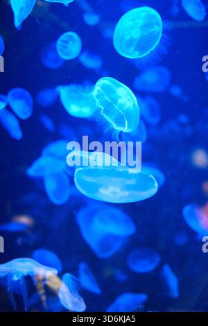 Glowing blue jellyfish floating gracefully in a dark aquarium tank, illuminated under blue light. Stock Photo