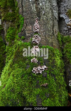 Brown and white friiled Turkeytail fungi, Trametes versicolor and moss growing on dead tree UK November Stock Photo