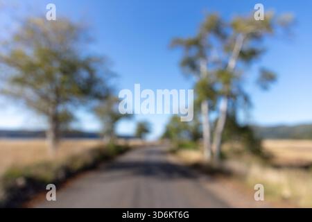 View of tree-lined rural road, blurred focus, Long Beach Peninsula, WA, USA Stock Photo