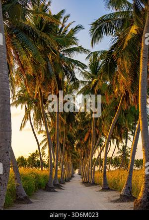 Green avenue with coconut palm trees and white sand under sunset lights in Thoddoo island, Maldives Stock Photo