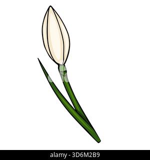 A delicate vector illustration of a single white tulip bud with two green leaves, depicted in a clean, graphic style on a white background. Stock Vector