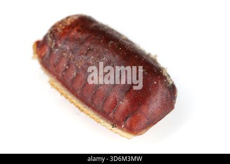 Ootheca, egg case of American Cockroach, Periplaneta americana on a white background. Stock Photo