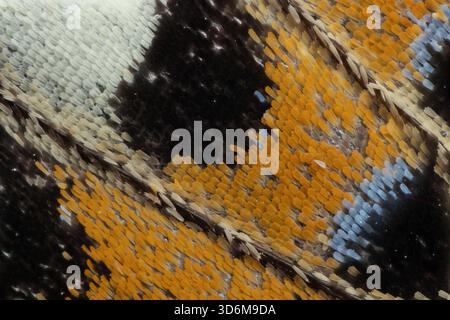 Extreme macro close-up of butterfly wing scales with orange and blue pattern Stock Photo