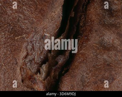 Extreme macro close-up of a cracked roasted coffee bean surface Stock Photo