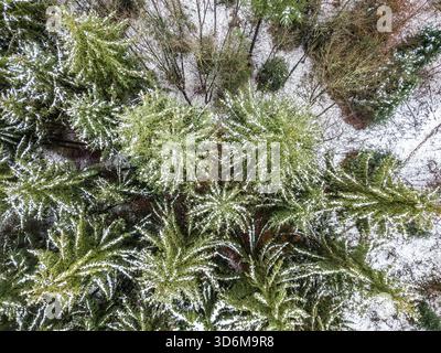 Aerial View of Snow-Dusted Evergreen Forest - Winter Landscape from Above Stock Photo