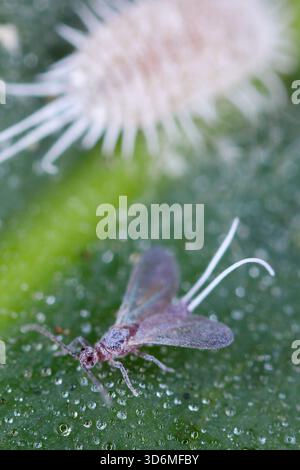 A wingless female on a green leaf. Pseudococcus longispinus, the long ...