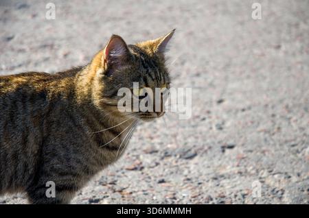 Alert Tabby Cat Close-up Portrait on Pavement in Bright Sunlight Stock Photo
