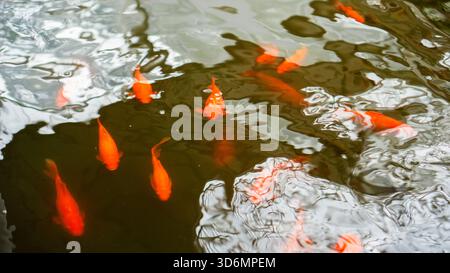 Orange goldfish swimming in shallow water with dynamic ripples and reflections creating a textured aquatic scene. Stock Photo