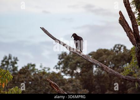 Vulture perched high on a branch Stock Photo