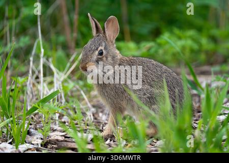 Small Brown Rabbit Sitting in Grass Stock Photo