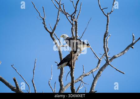 Bald Eagles Perched in Sunlit Tree Against Bright Blue Sky Stock Photo