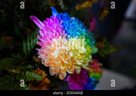 Close-up Photography of a New Artificially Cultivated Variety of Colorful Chrysanthemum Blossom Stock Photo