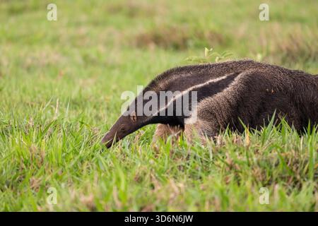 Beautiful view to giant anteater in the Pantanal of Miranda Stock Photo